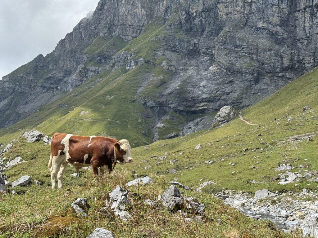 vache suisse