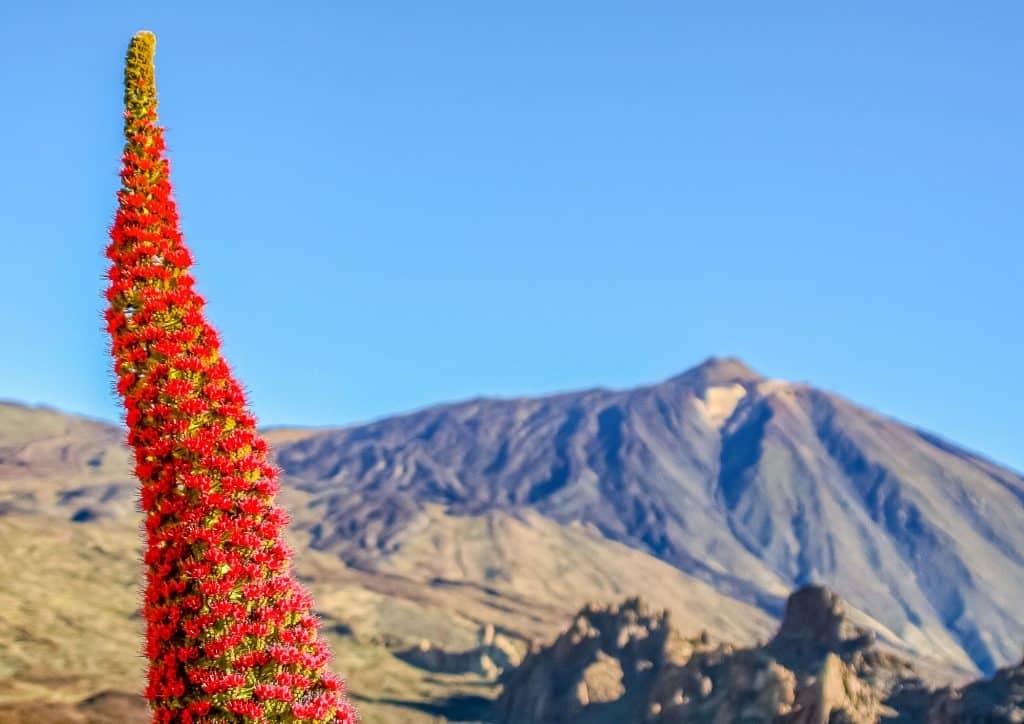 Vipérine Rouge à Tenerife dans le parc national du Teide