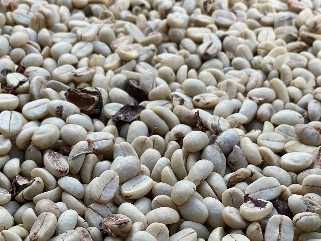 Des grains de café entrain de sécher au Domaine de Vanibel