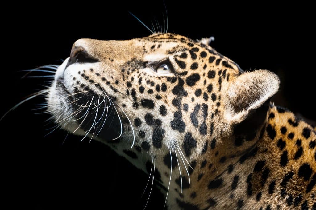 léopard photographié au parc des mamelles en Guadeloupe