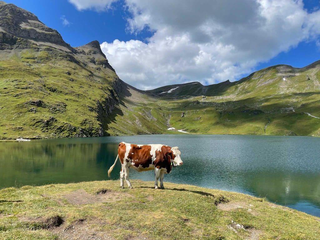 Voyager en Suisse : vache au Bachalpsee Grindelwald