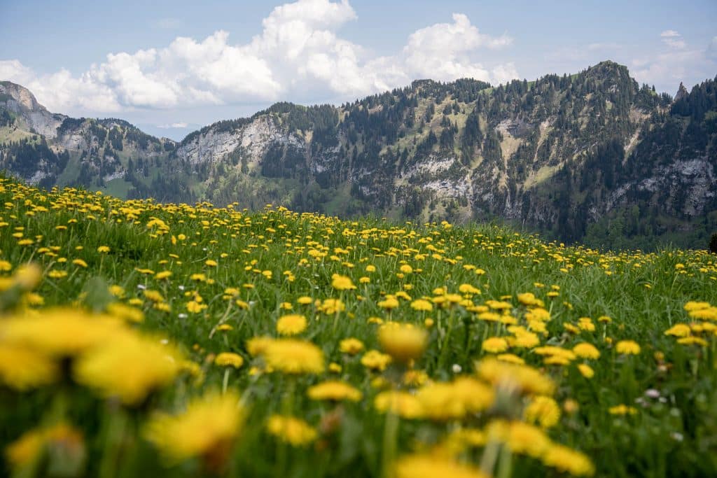 Sur le plateau de l'Alp Siegel en Appenzell