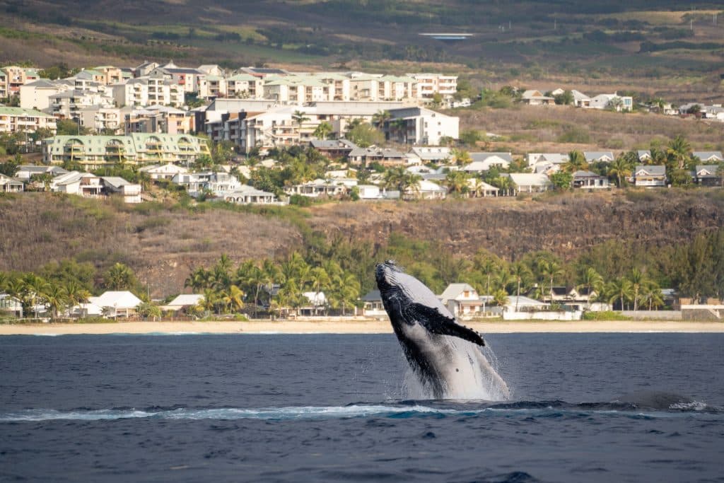 baleine - Ile de la Réunion