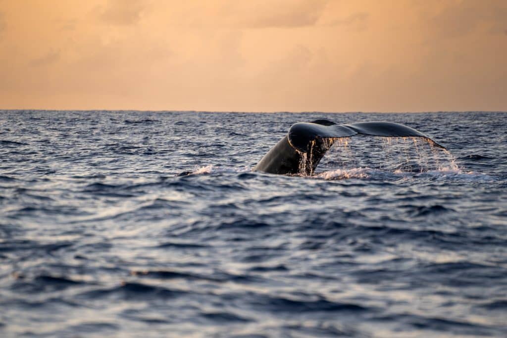 whale watching au coucher du soleil Ile de la Réunion