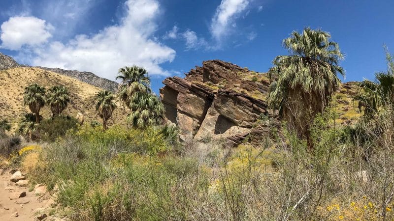 Palm Spring Indian Canyon Trail