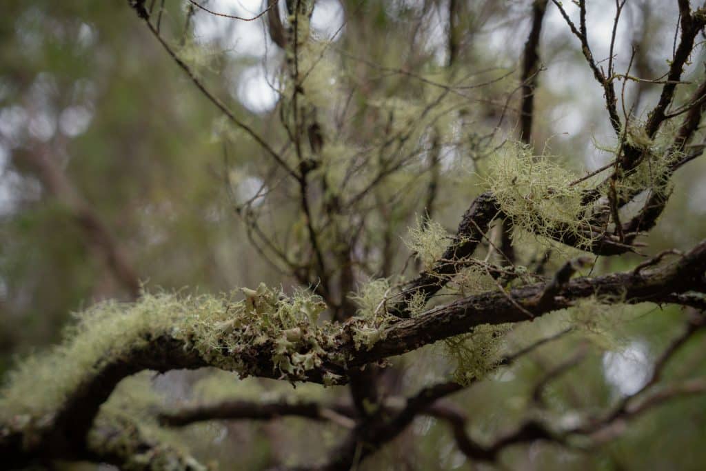 Mousses et lychens dans la forêt à Madère