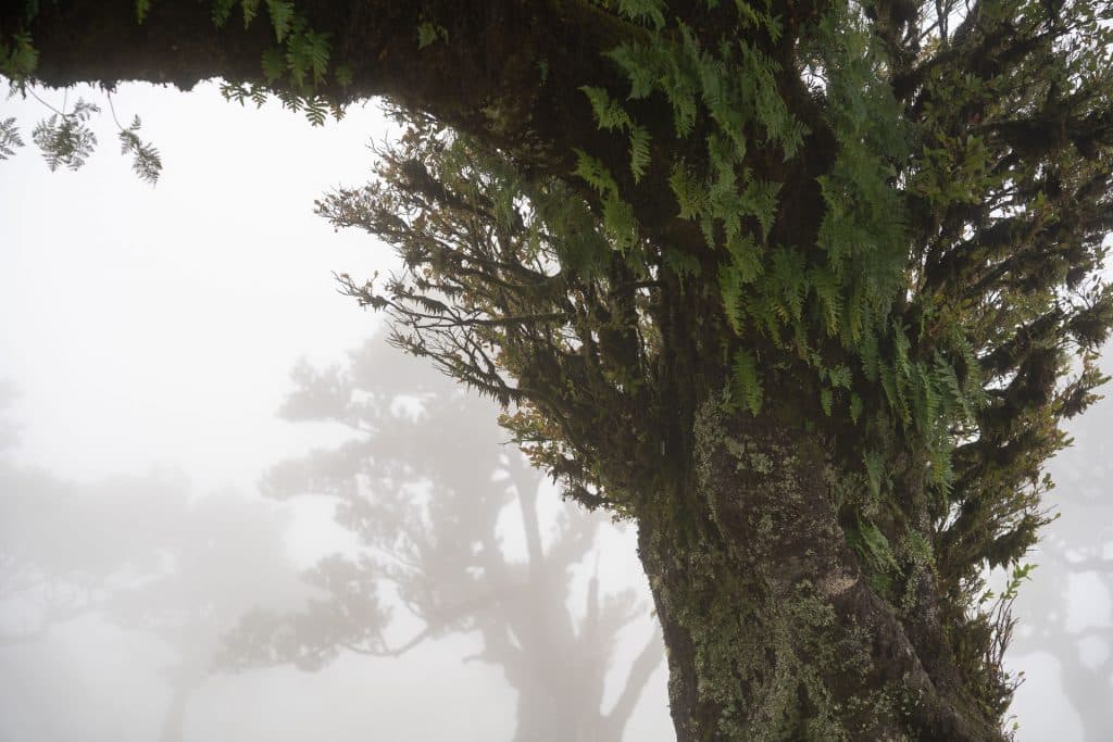 arbre dans la brume forêt de fanal madère