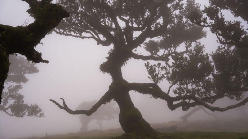 forêt enchantée Madère