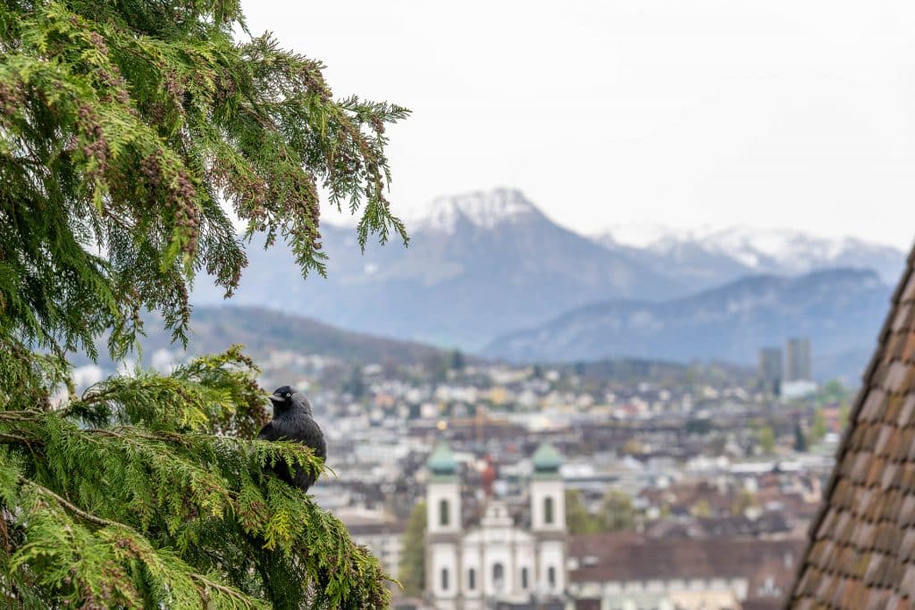 visiter lucerne choucas des tours