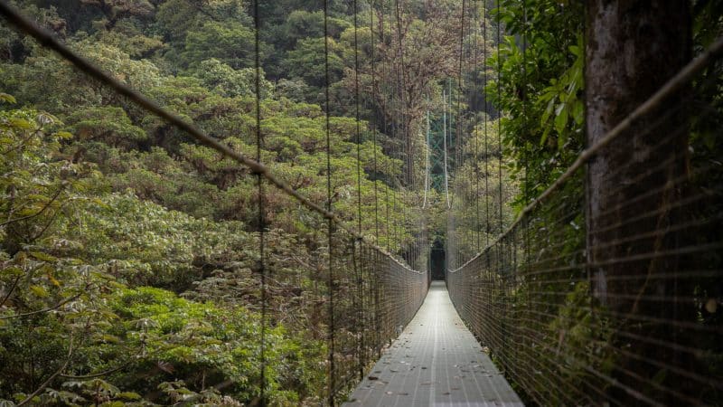Monteverde forêt de nuage et pont suspendu au Costa Rica