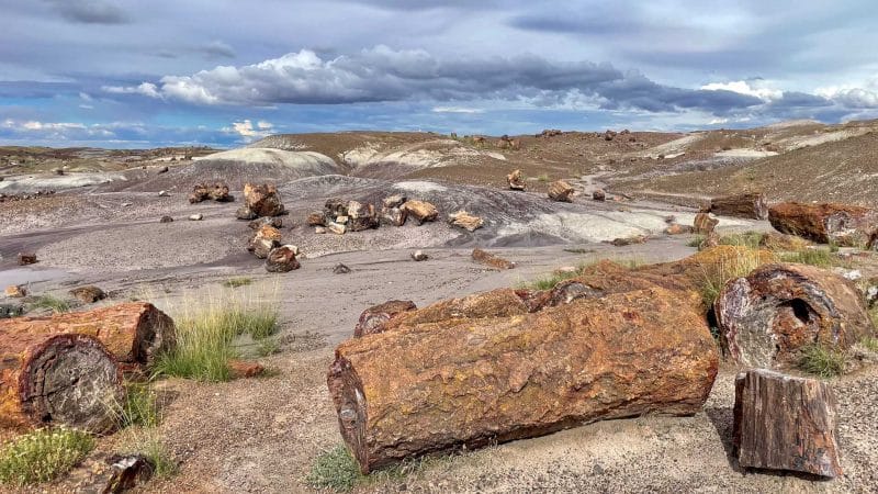 Petrified forest Arizona USA bois pétrifié