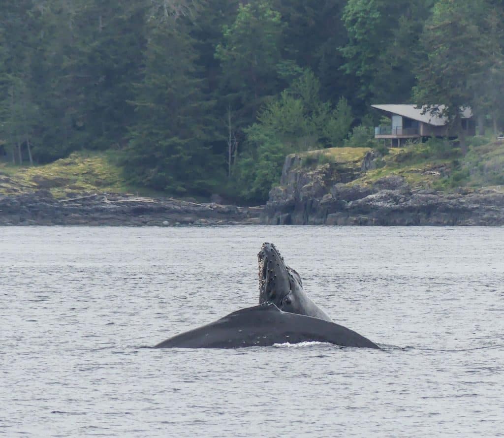 baleine observée à Vancouver