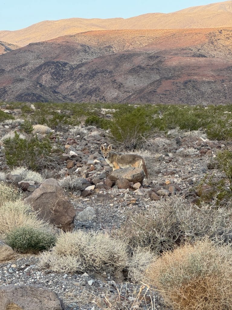 Bikepacking USA coyote